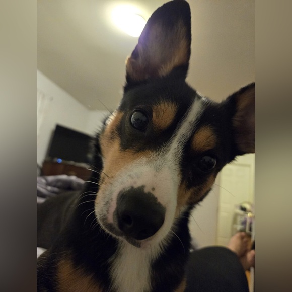 Meet your Posher, - Picture 9 of 11